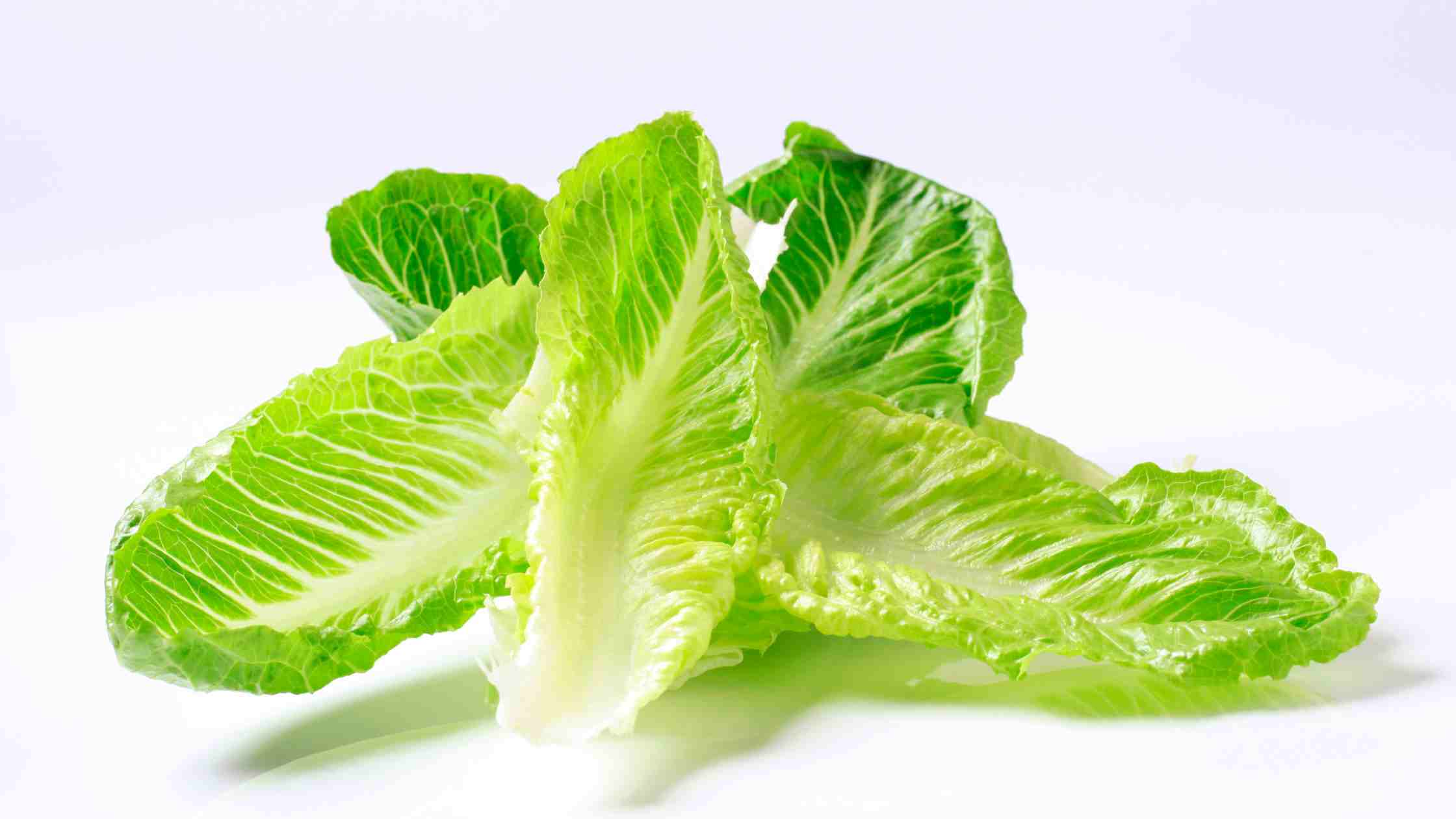 Romaine Lettuce shortage