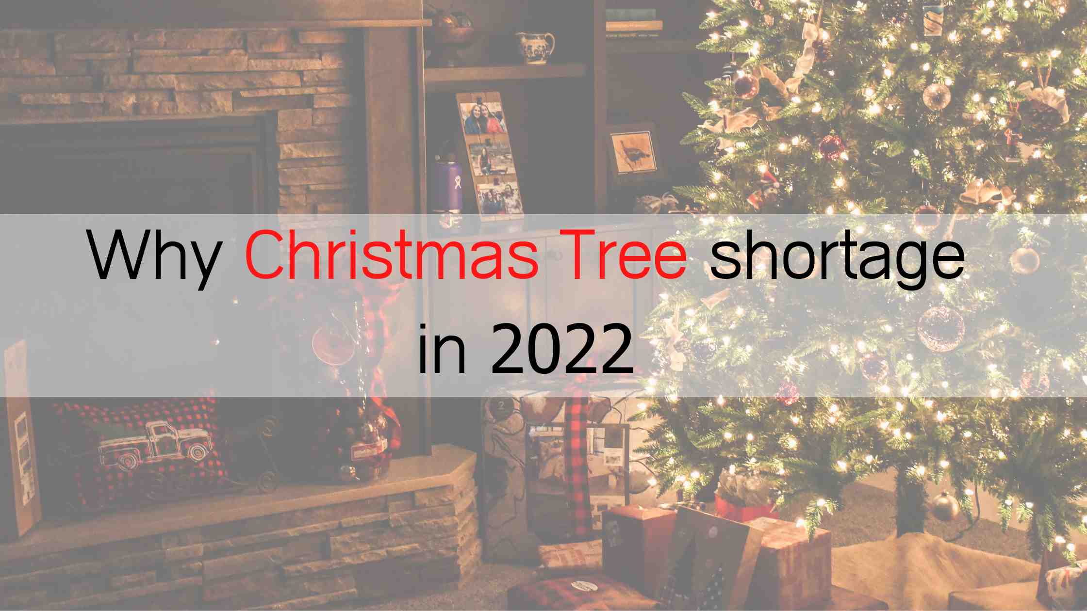 Why Christmas tree shortage in 2022