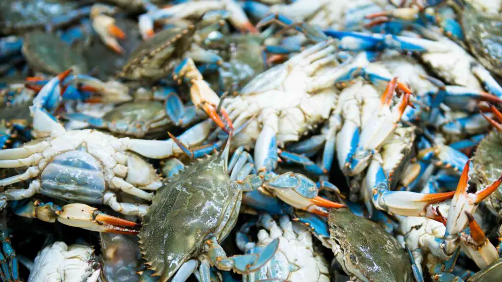 blue Crab Shortage