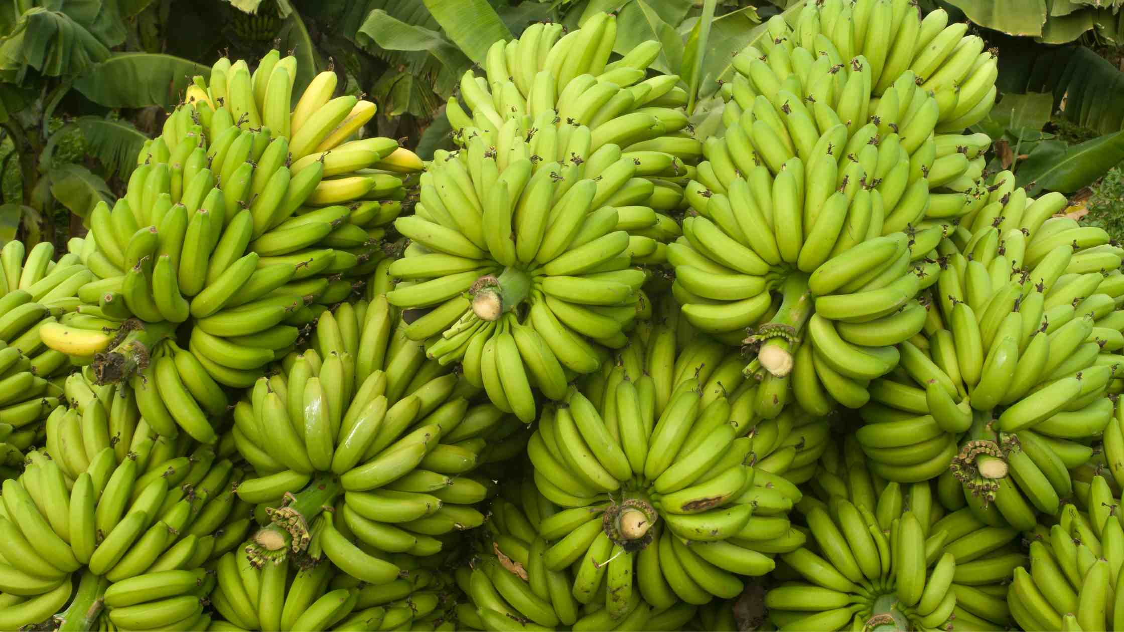 Banana Shortage