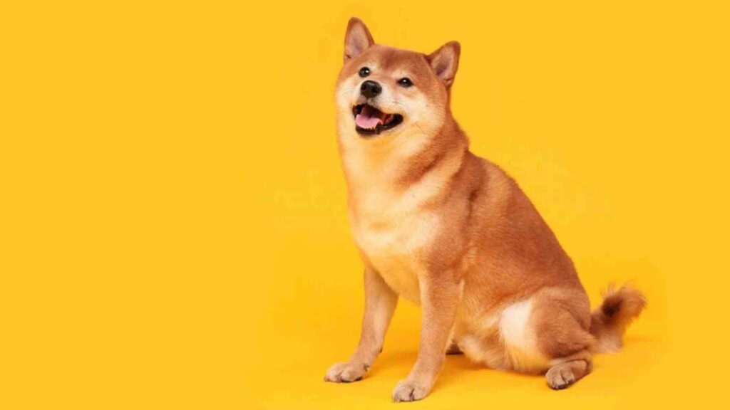 Is Shiba Inu a good investment for a long investment in 2023?
