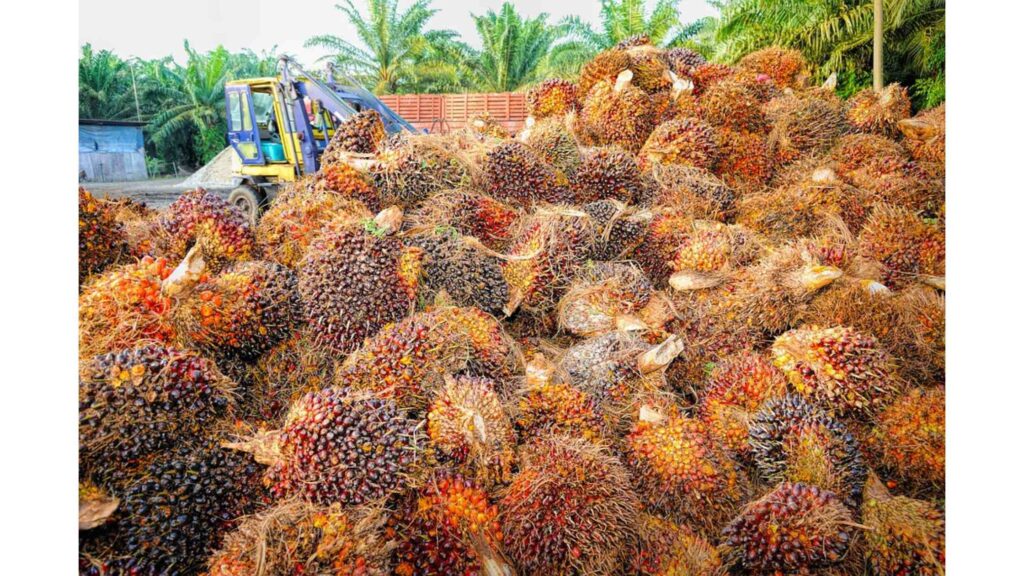 Palm shortage 2023