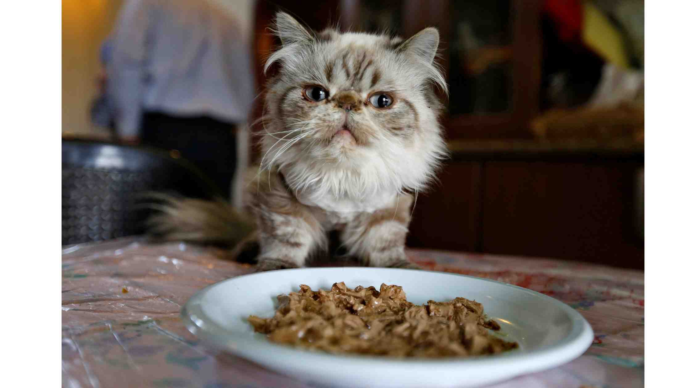 friskies cat food shortage