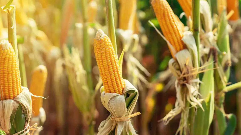Corn Shortage 2023